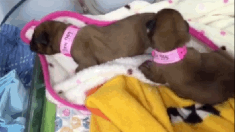 Estos cónyuges clonaron con éxito a su perro después de su muerte Estos cónyuges clonaron con éxito a su perro después de su muerte