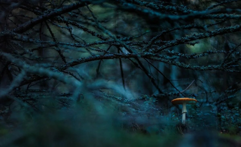 Estreno del Foro de la Unión de Fotógrafos de Vida Silvestre-Nature Photo Talks