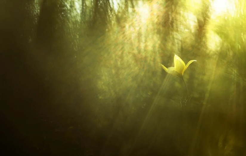 Estreno del Foro de la Unión de Fotógrafos de Vida Silvestre-Nature Photo Talks