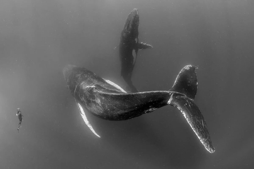 Estreno del Foro de la Unión de Fotógrafos de Vida Silvestre-Nature Photo Talks