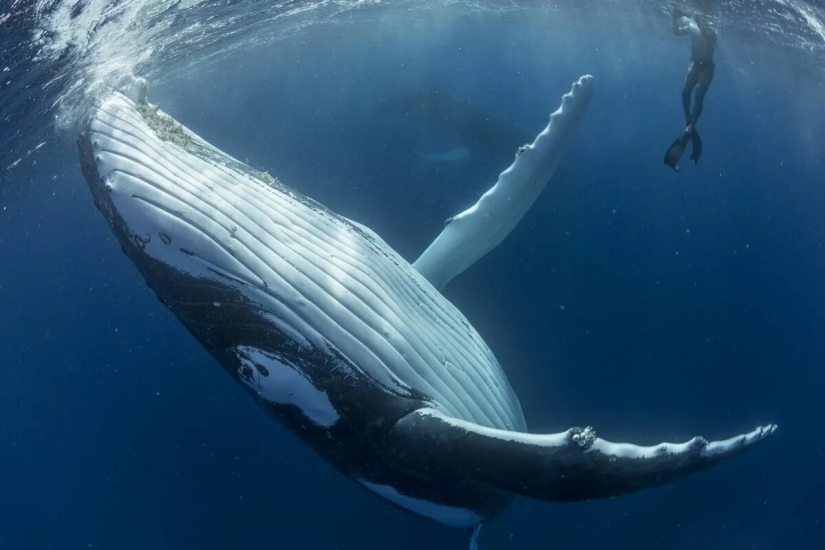 Estreno del Foro de la Unión de Fotógrafos de Vida Silvestre-Nature Photo Talks