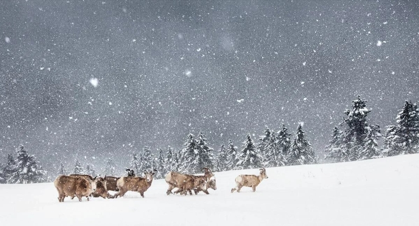 Estreno del Foro de la Unión de Fotógrafos de Vida Silvestre-Nature Photo Talks