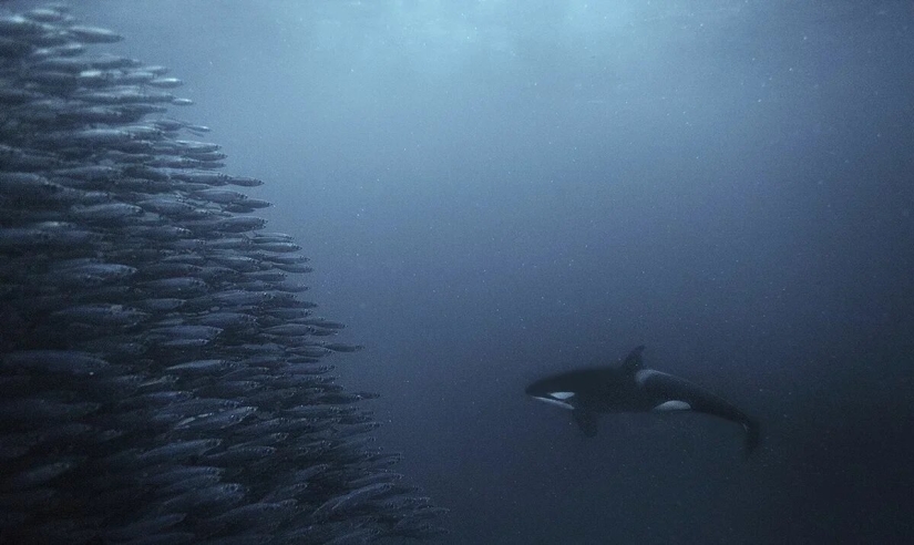 Estreno del Foro de la Unión de Fotógrafos de Vida Silvestre-Nature Photo Talks