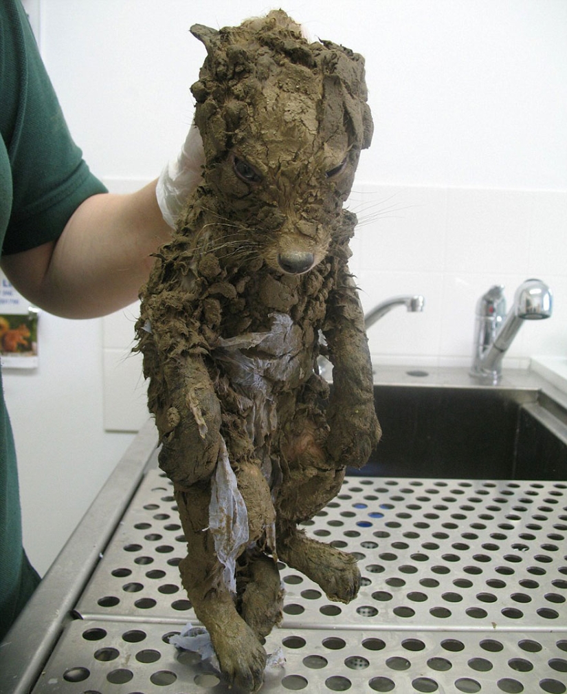 Even the veterinarians couldn't figure out who it was until they washed it
