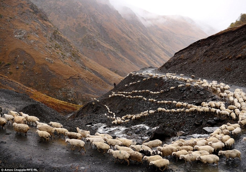 Every year thousands of sheep in Georgia make a dangerous journey from the mountains with a height of 3000 meters