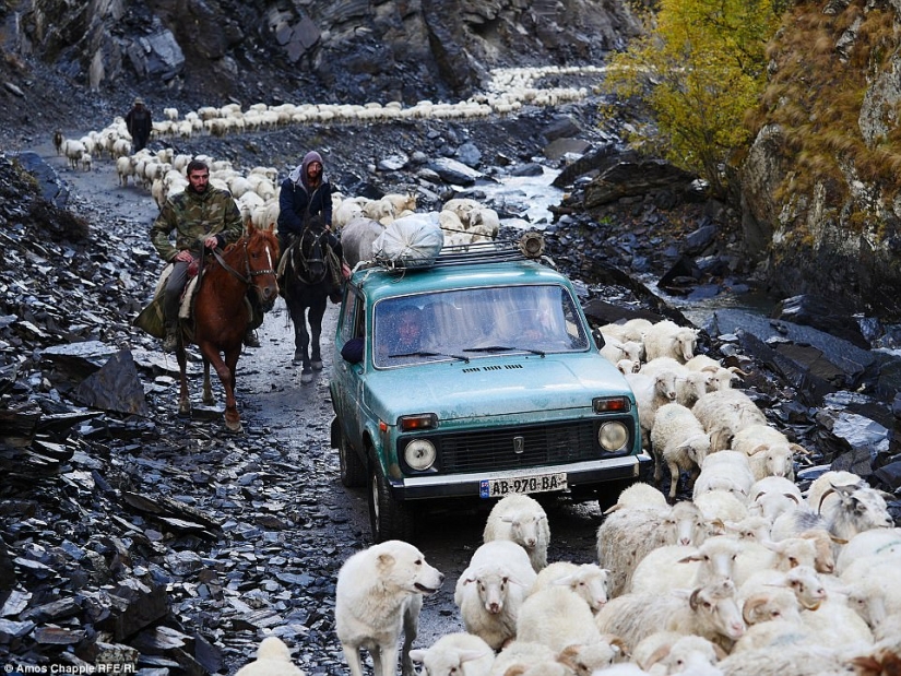 Every year thousands of sheep in Georgia make a dangerous journey from the mountains with a height of 3000 meters