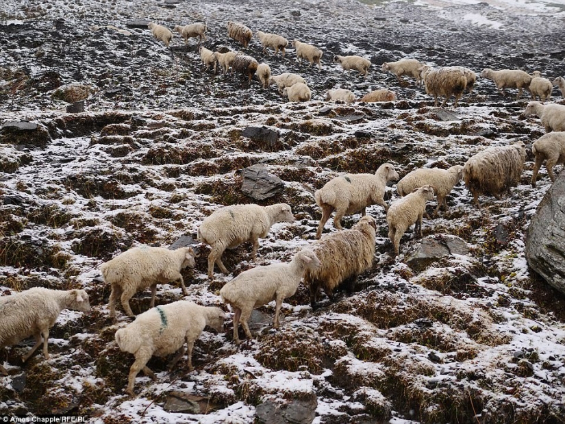 Every year thousands of sheep in Georgia make a dangerous journey from the mountains with a height of 3000 meters