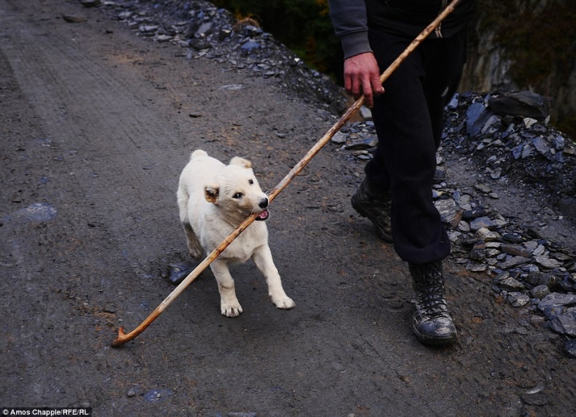 Every year thousands of sheep in Georgia make a dangerous journey from the mountains with a height of 3000 meters