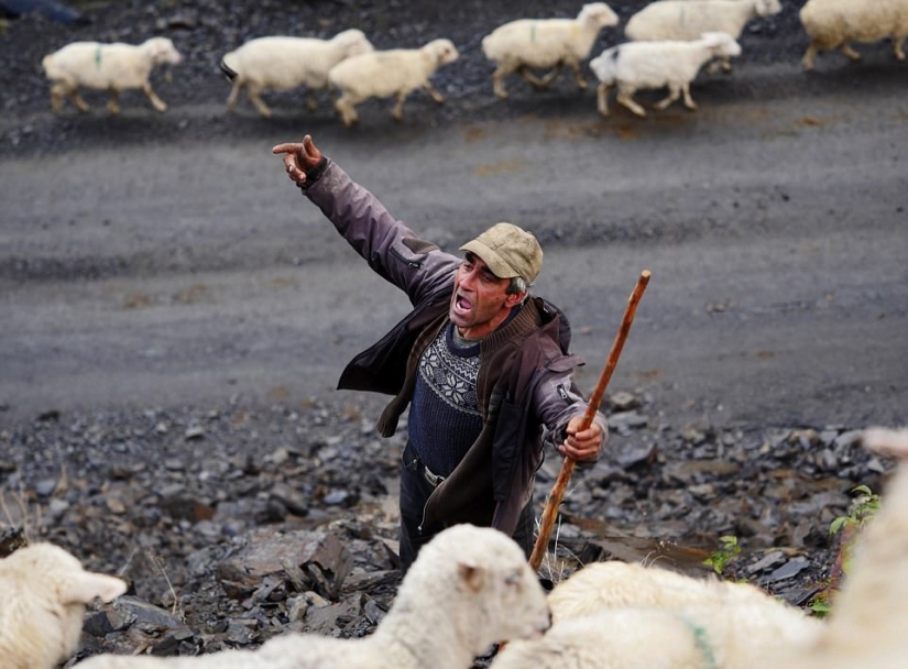 Every year thousands of sheep in Georgia make a dangerous journey from the mountains with a height of 3000 meters