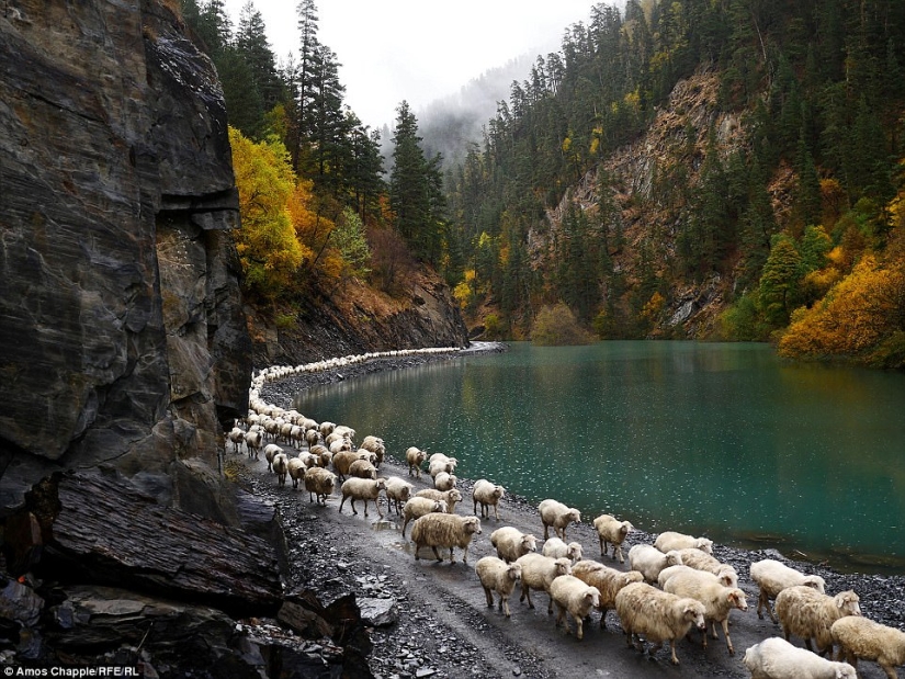 Every year thousands of sheep in Georgia make a dangerous journey from the mountains with a height of 3000 meters