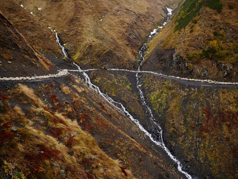 Every year thousands of sheep in Georgia make a dangerous journey from the mountains with a height of 3000 meters