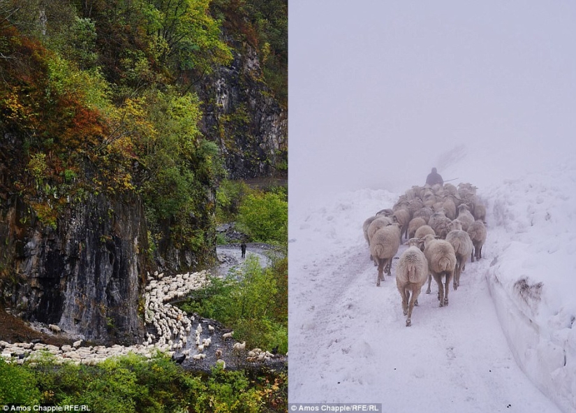 Every year thousands of sheep in Georgia make a dangerous journey from the mountains with a height of 3000 meters