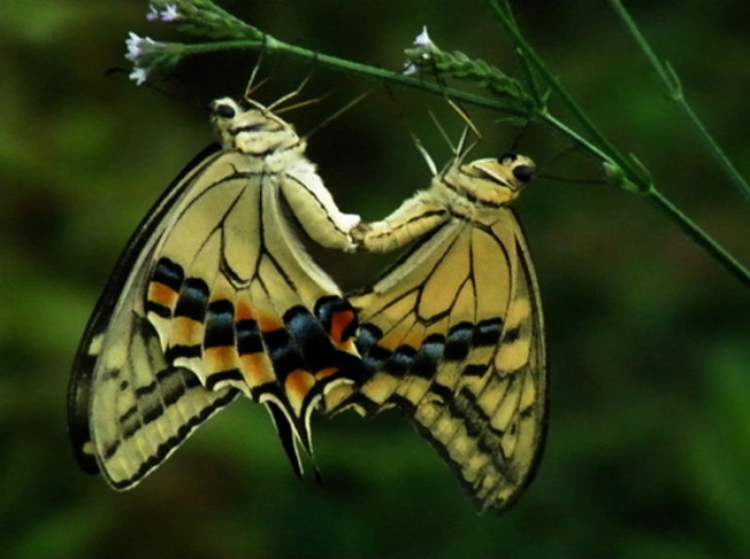 Everyone does IT — and so do the animals