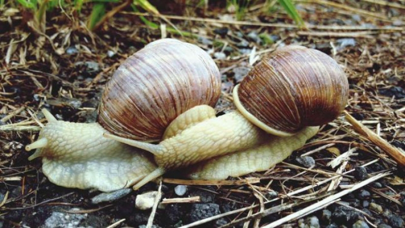 Everyone does IT — and so do the animals