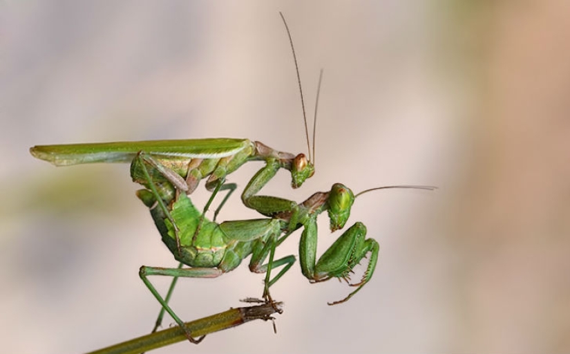 Everyone does IT — and so do the animals