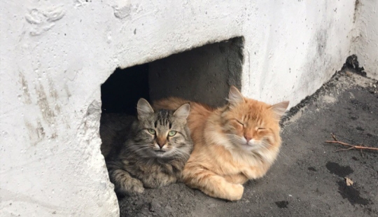 Everything for cats: The Ministry of Construction of the Russian Federation banned bricking up basements