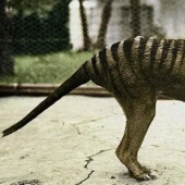 Extinct marsupial wolf to be revived in Australia