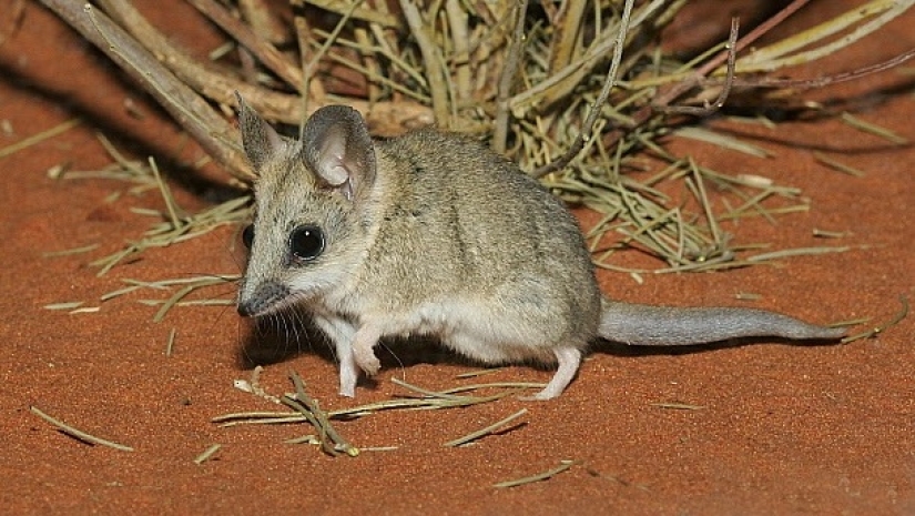 Extinct marsupial wolf to be revived in Australia Extinct marsupial wolf to be revived in Australia