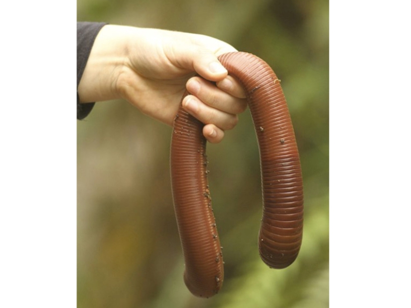 Fantastic Beasts and 15 Proofs They Exist