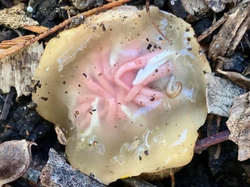 Fantastic Beasts and 15 Proofs They Exist