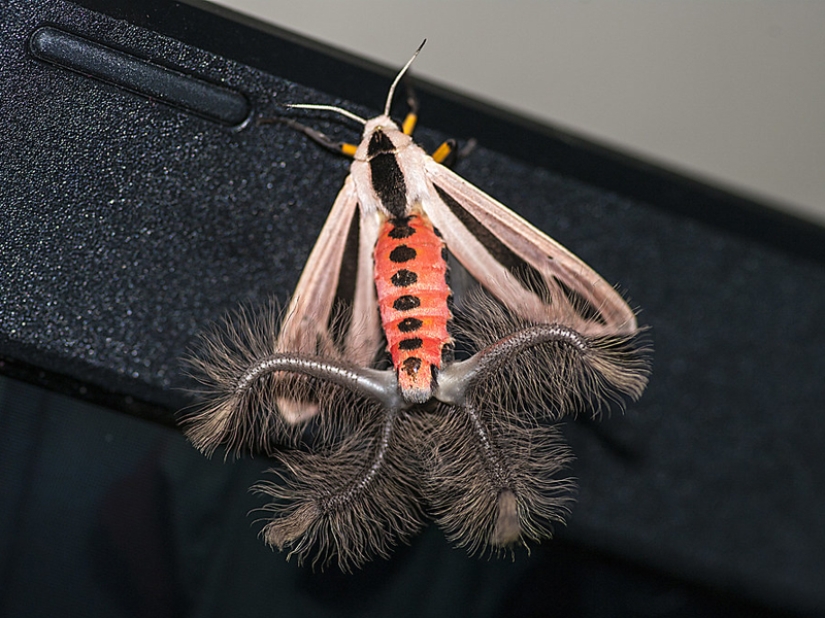 Fantastic Beasts and 15 Proofs They Exist