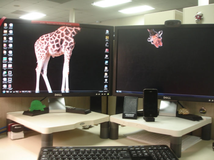 Fantastic ideas for desktop wallpapers so that colleagues turn their necks when passing by