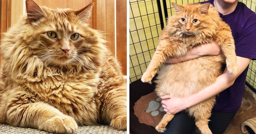 Fat cat Bazooka has found his home Fat cat Bazooka has found his home