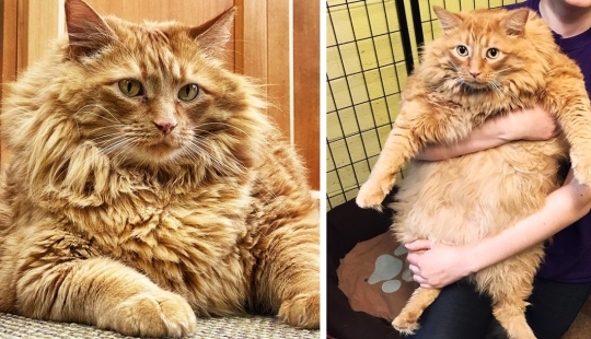 Fat cat Bazooka has found his home