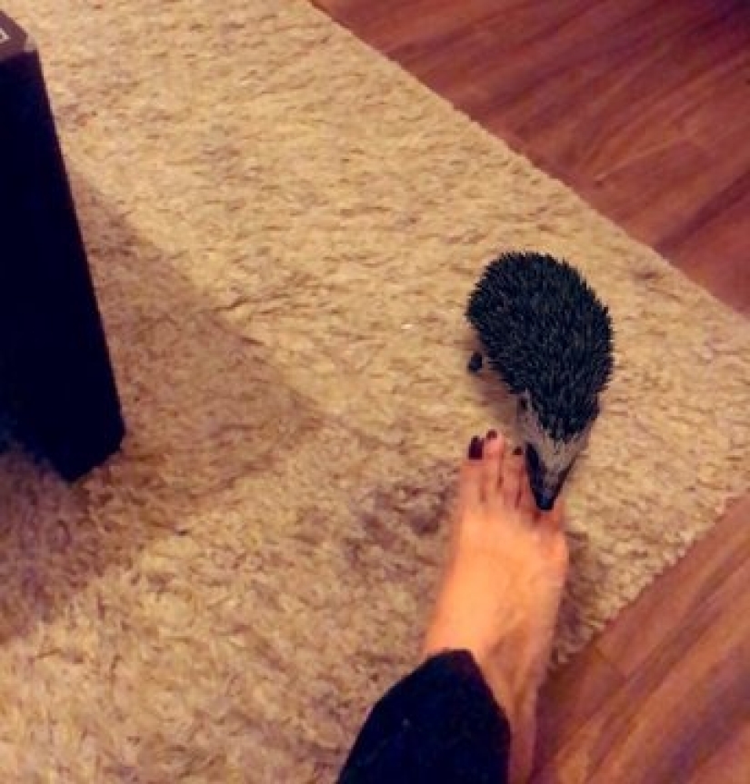 Favorite animals in 3D: Google gives you the opportunity to see the projection of animals in the house Favorite animals in 3D: Google gives you the opportunity to see the projection of animals in the house