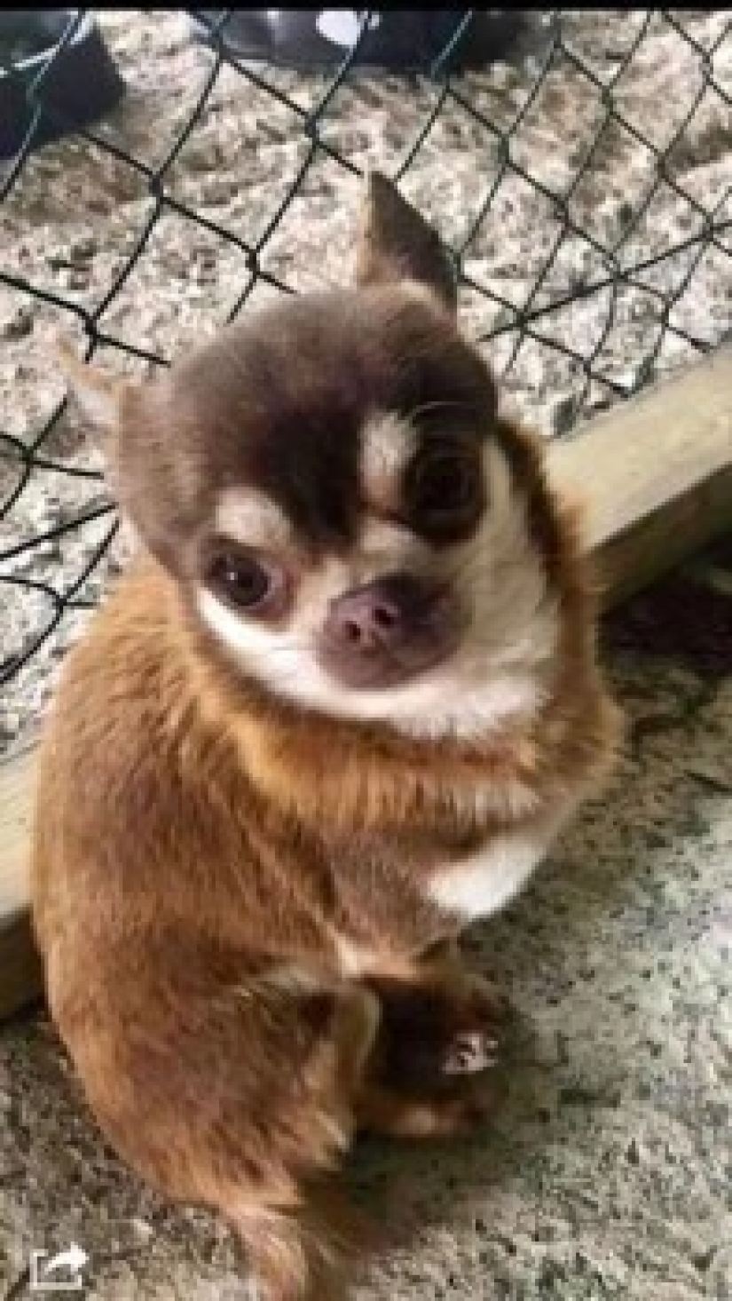 Feathered gang: Aggressive seagulls terrorize an area in Devon, breaking into apartments and stealing dogs