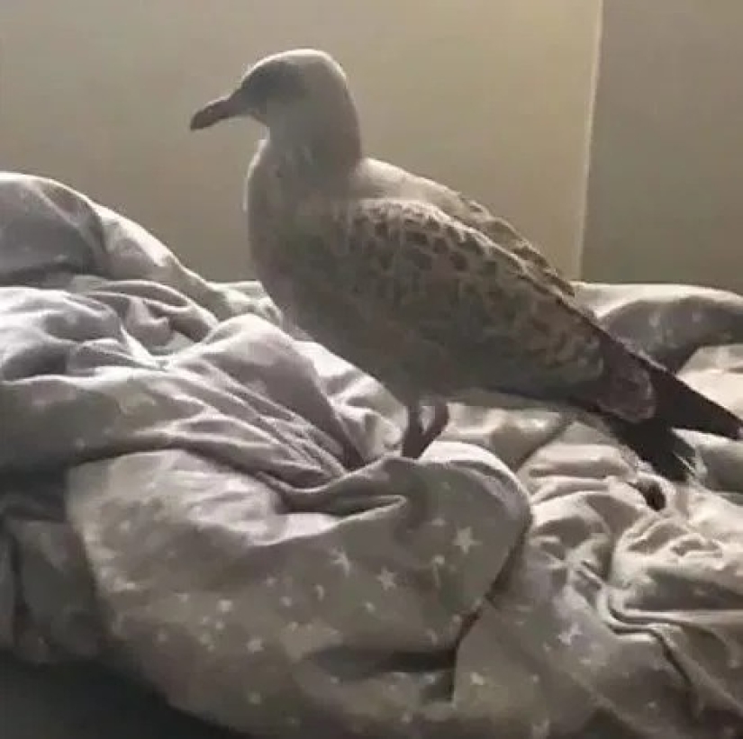 Feathered gang: Aggressive seagulls terrorize an area in Devon, breaking into apartments and stealing dogs