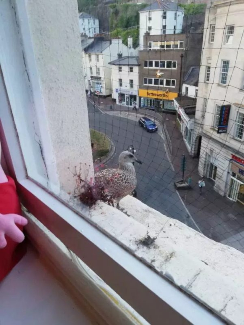 Feathered gang: Aggressive seagulls terrorize an area in Devon, breaking into apartments and stealing dogs