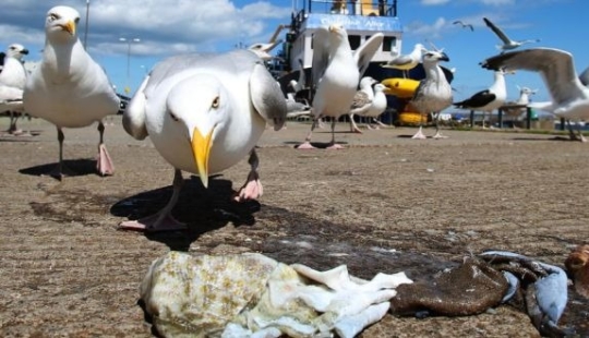 Feathered gang: Aggressive seagulls terrorize an area in Devon, breaking into apartments and stealing dogs Feathered gang: Aggressive seagulls terrorize an area in Devon, breaking into apartments and stealing dogs