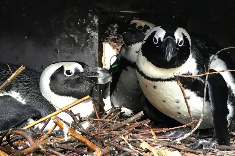 Feathered love threesome: in Germany, lesbian penguins have adopted a single male into the family and are waiting for chicks