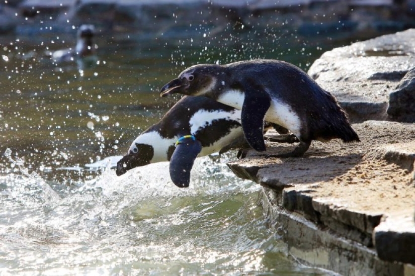Feathered love threesome: in Germany, lesbian penguins have adopted a single male into the family and are waiting for chicks