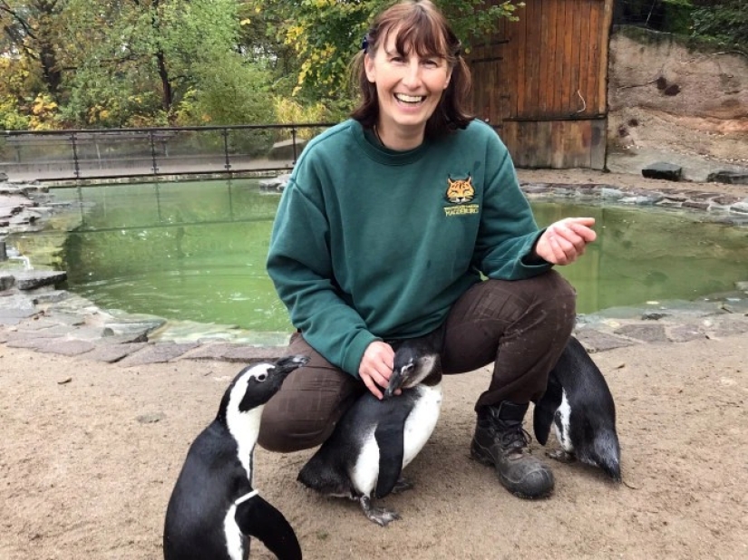 Feathered love threesome: in Germany, lesbian penguins have adopted a single male into the family and are waiting for chicks