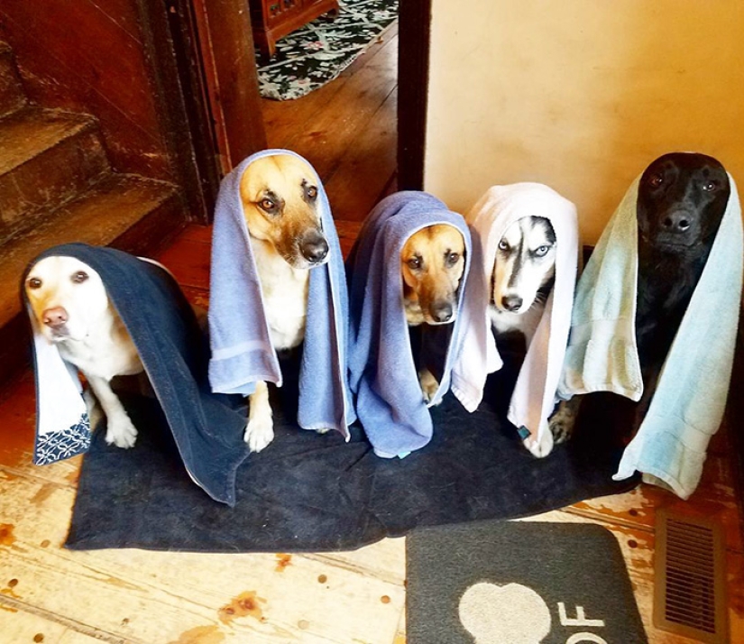 Felicidad de cuatro patas: cómo es la vida cuando hay más de dos perros en la casa Felicidad de cuatro patas: cómo es la vida cuando hay más de dos perros en la casa