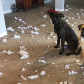 Felicidad de cuatro patas: cómo es la vida cuando hay más de dos perros en la casa