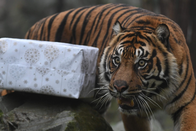 ¡Feliz Navidad, Sr. Tigre! Cómo los residentes del zoológico abrieron regalos