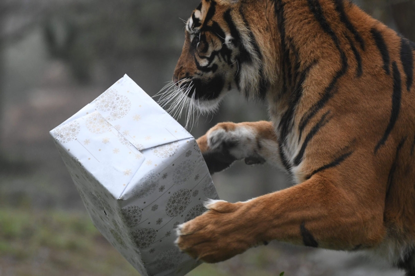 ¡Feliz Navidad, Sr. Tigre! Cómo los residentes del zoológico abrieron regalos ¡Feliz Navidad, Sr. Tigre! Cómo los residentes del zoológico abrieron regalos