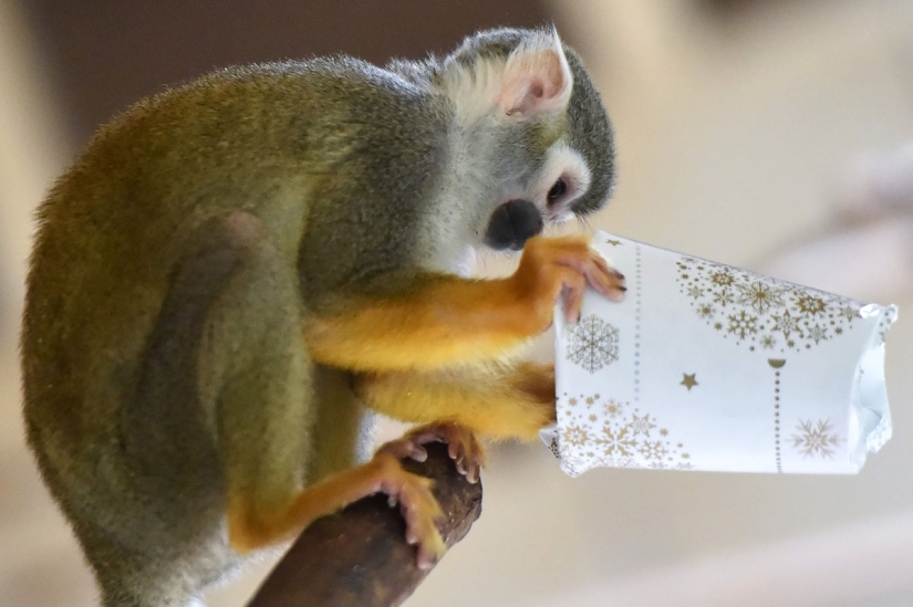 ¡Feliz Navidad, Sr. Tigre! Cómo los residentes del zoológico abrieron regalos ¡Feliz Navidad, Sr. Tigre! Cómo los residentes del zoológico abrieron regalos