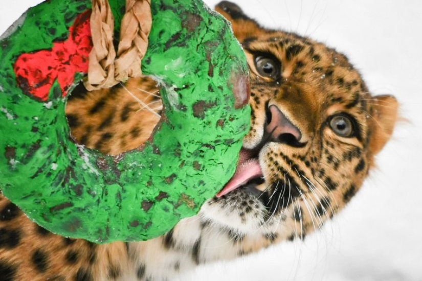 ¡Feliz Navidad, Sr. Tigre! Cómo los residentes del zoológico abrieron regalos ¡Feliz Navidad, Sr. Tigre! Cómo los residentes del zoológico abrieron regalos