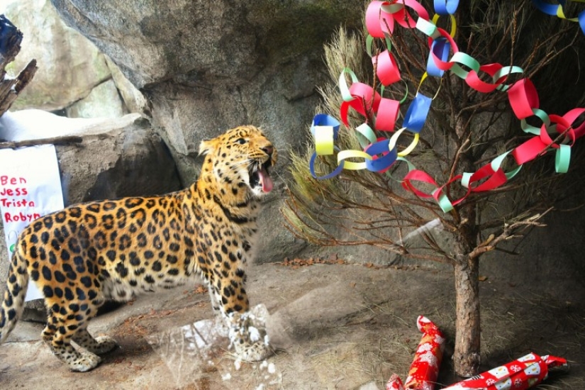 ¡Feliz Navidad, Sr. Tigre! Cómo los residentes del zoológico abrieron regalos ¡Feliz Navidad, Sr. Tigre! Cómo los residentes del zoológico abrieron regalos