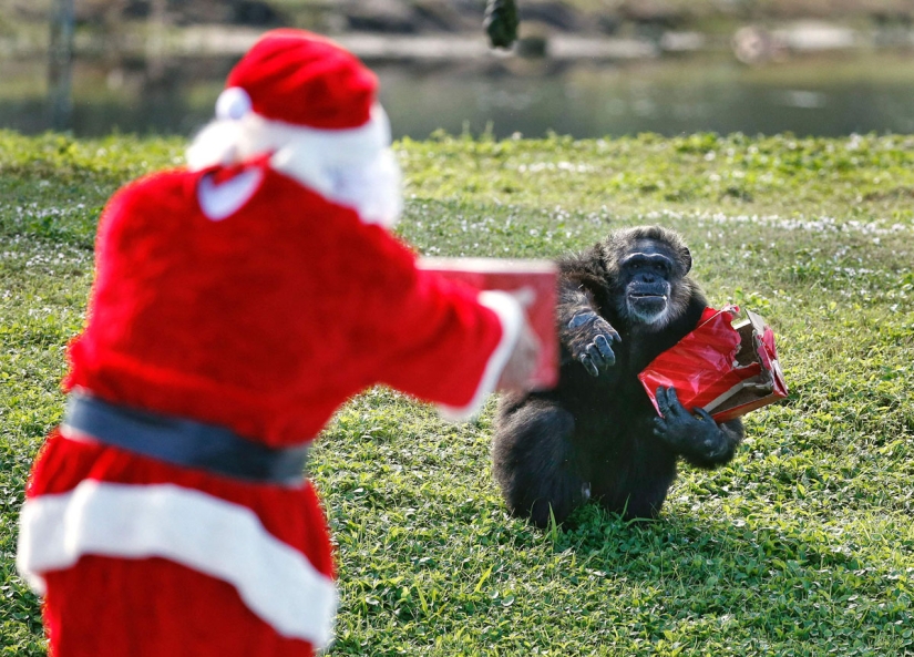 ¡Feliz Navidad, Sr. Tigre! Cómo los residentes del zoológico abrieron regalos ¡Feliz Navidad, Sr. Tigre! Cómo los residentes del zoológico abrieron regalos