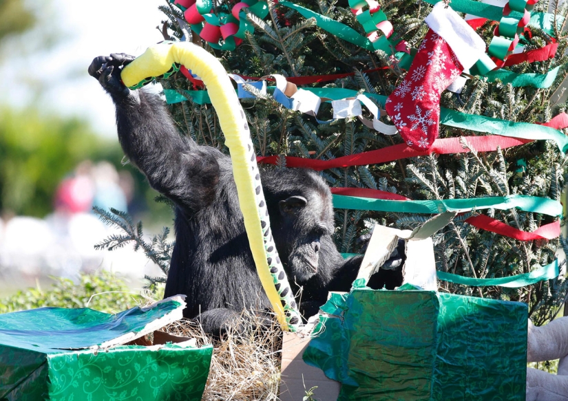 ¡Feliz Navidad, Sr. Tigre! Cómo los residentes del zoológico abrieron regalos ¡Feliz Navidad, Sr. Tigre! Cómo los residentes del zoológico abrieron regalos
