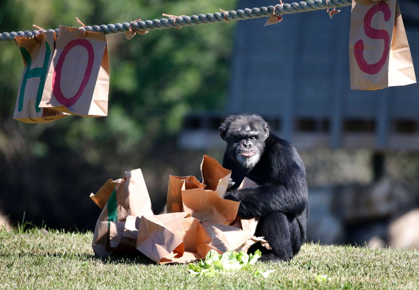 ¡Feliz Navidad, Sr. Tigre! Cómo los residentes del zoológico abrieron regalos ¡Feliz Navidad, Sr. Tigre! Cómo los residentes del zoológico abrieron regalos