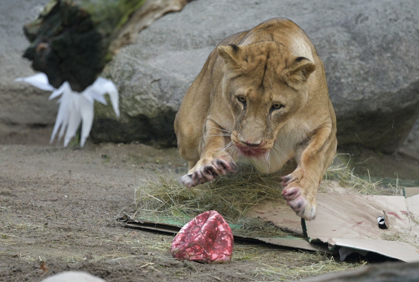 ¡Feliz Navidad, Sr. Tigre! Cómo los residentes del zoológico abrieron regalos ¡Feliz Navidad, Sr. Tigre! Cómo los residentes del zoológico abrieron regalos