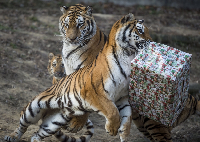 ¡Feliz Navidad, Sr. Tigre! Cómo los residentes del zoológico abrieron regalos ¡Feliz Navidad, Sr. Tigre! Cómo los residentes del zoológico abrieron regalos