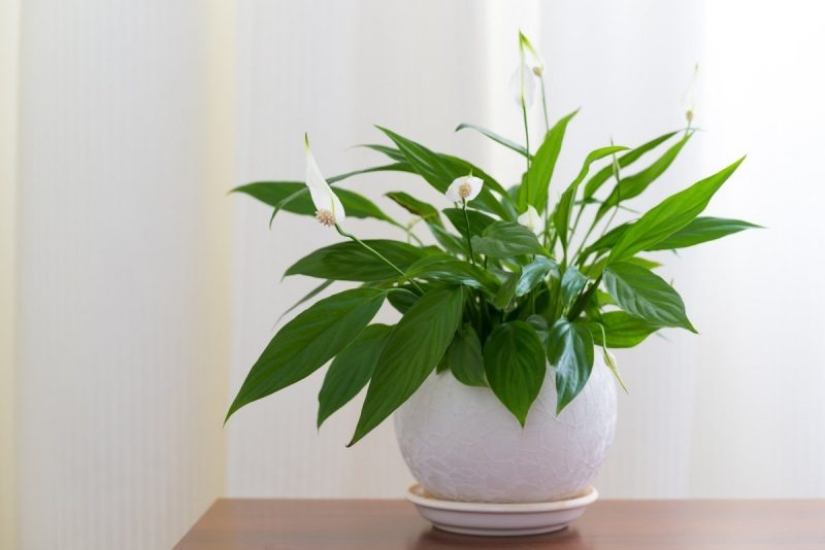 Feng Shui Plants. 10 plants that take bad energy out of your home Feng Shui Plants. 10 plants that take bad energy out of your home