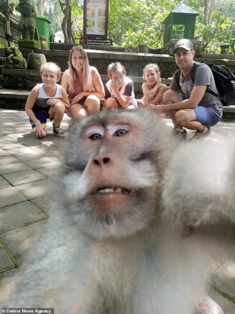 Figs to you, not selfies! A monkey in Bali made an epic shot with tourists herself Figs to you, not selfies! A monkey in Bali made an epic shot with tourists herself